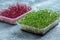 Fresh micro green seedlings. A man hand moisturizes young green shoots, watering spraying microgreens vegetables seedlings, enjoy