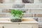 Fresh micro greens of broccoli in a loft interior. Sprouts of young vegetables. Gardening concept. Healthy food, vegetarianism.