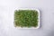 Fresh micro greens closeup. Microgreen mustard sprouts. Microgreens growing. Healthy eating concept. Top view
