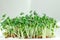 Fresh micro greens closeup. Microgreen mustard sprouts. Microgreens growing. Healthy eating concept. White background