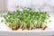 Fresh micro greens closeup. Microgreen mustard sprouts. Microgreens growing. Healthy eating concept. White background