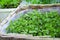 Fresh micro greens of kohlrabi sprouts and flowers on balcony. Concept of healthy food, indoor gardening, balcony garden.