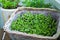 Fresh micro greens of kohlrabi sprouts and flowers on balcony. Concept of healthy food, indoor gardening, balcony garden.