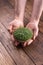 Fresh microgreen sprouts in male hands on wooden background. Ecology, biology, microgreens concept.