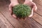Fresh microgreen sprouts in male hands on wooden background. Ecology, biology, microgreens concept.