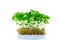 Fresh microgreens of basil