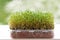 Fresh microgreens closeup. Growing sprouts for salad