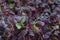 Fresh microgreens of sango radish close-up. Diet food. Food trend, superfood