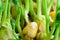 Fresh microgreens seeds young pea sprouts healthy eating vegan diet