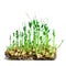 Fresh microgreens seeds young pea sprouts healthy eating vegan diet isolated on white