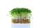Fresh microgreens. Sprouts of watercress isolated on white