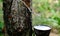 Fresh milky Latex flows into a plastic bowl in from para rubber tree