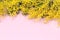 Fresh Mimosa Flowers on a Pink Background Branches of Mimosa Flowers on Background Flat Lay Copy Space Horizontal Spring