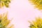 Fresh Mimosa Flowers on a Pink Background Branches of Mimosa Flowers on Background Flat Lay Copy Space Horizontal Spring