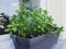 Fresh mint on the balcony, fresh herbs for cooking or tea.