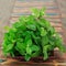 Fresh mint in brown bowl on wooden table