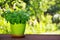 A fresh mint bush in a flower pot on a natural green background. Young mint on a wooden table. Copy space