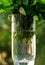 Fresh mint for cocktails in a transparent glass beaker. Mint for mojitos on a natural background