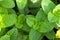 Fresh mint in the garden with a pronounced green color. Full frame, food background