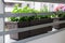 Fresh mint growing on balcony. Flower pots attached to railing of balcony