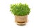 Fresh mint growing in a flowerpot to ensure the freshest ingredients in the kitchen for cooking and garnish