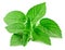 Fresh mint isolated Clipping Path