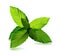 Fresh mint leaf. Vector menthol healthy aroma. Herbal nature plant