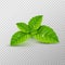 Fresh mint leaf. Vector menthol healthy aroma. Herbal nature plant. Spearmint green leafs