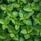 Fresh mint leaves arranged in a neat pattern, showcasing their vibrant green color and natural texture. Generative AI