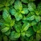 Fresh mint leaves arranged in a neat pattern, showcasing their vibrant green color and natural texture. Generative AI