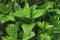 Fresh mint leaves displayed on herbs market, closeup detail