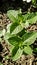 Fresh mint leaves shines due to sun rays