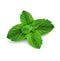 fresh mint leaves on a white background