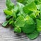 Fresh mint leaves on wooden table, horizontal, square format