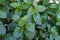 Fresh mint peppermint green organic plant background