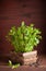 Fresh mint Peppermint herb in a pot