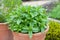 Fresh mint plant growing in pot in a UK garden