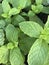 Fresh mint ready for harvest