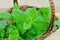 Fresh mint in wooden basket