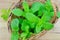 Fresh mint in wooden basket