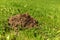 Fresh mole hills on a garden meadow. Molehills on lawn in the garden. Damaged lawn