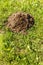 Fresh mole hills on a garden meadow. Molehills on lawn in the garden. Damaged lawn