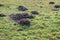 Fresh molehills in dewy grass from close