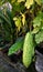 Fresh momordica charantia or pare, parea vegetable stock photo image background
