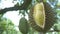 Fresh mongthong durian fruit on durian tree in orchard, tropical fruit. Durian tree in durian orchard.