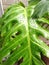 Fresh monstera leaves exposed to rain