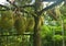 Fresh Monthong durian on the durian tree in the nature garden of farmer in thailand