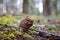 Fresh morel mushroom