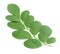 Fresh moringa leaves