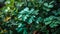 Fresh moringa leaves on green background.